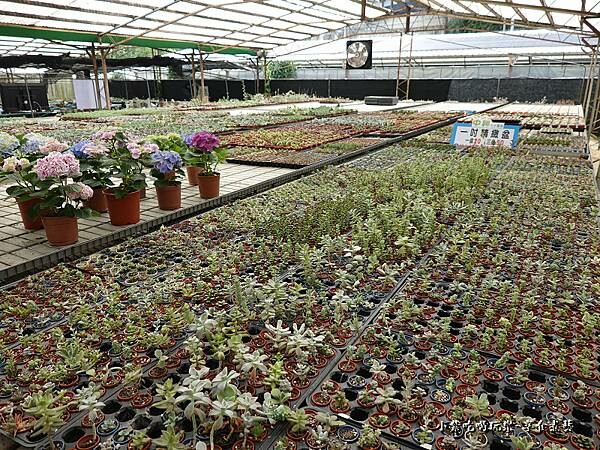 桃園北橫-中興花卉農場 (8).jpg