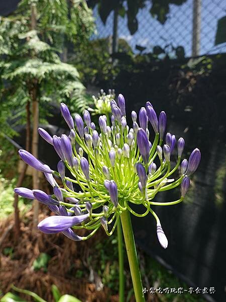 北橫-陽光休閒農莊 (38).jpg