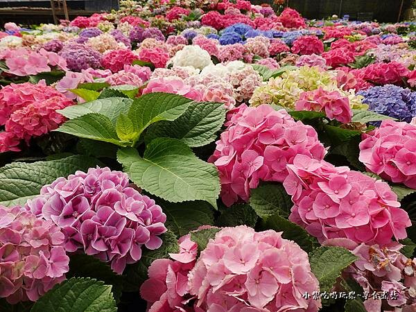繡球花-中興花卉農場 (20).jpg