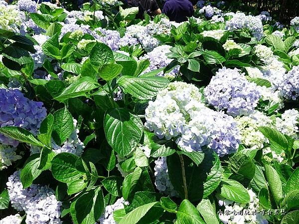 北橫-陽光休閒農莊 (29).jpg