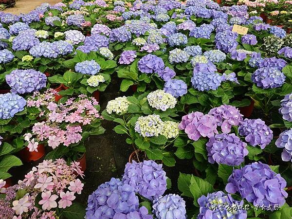 繡球花-中興花卉農場 (16).jpg