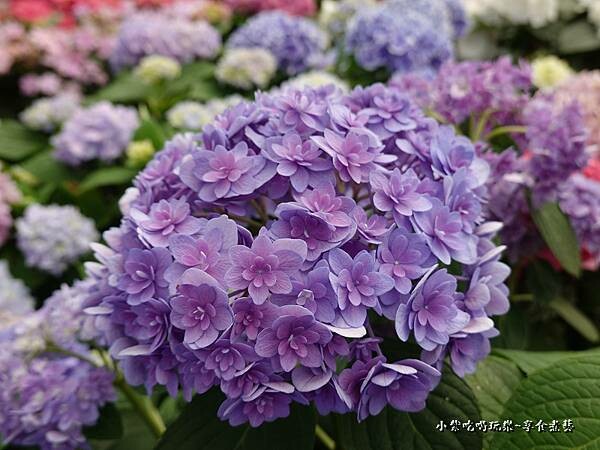 繡球花-中興花卉農場 (26).jpg