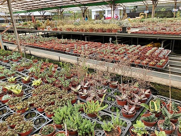 桃園北橫-中興花卉農場 (6).jpg