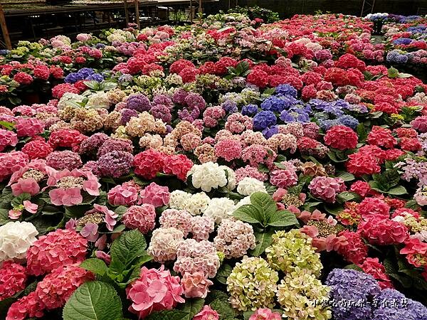 繡球花-中興花卉農場 (15).jpg