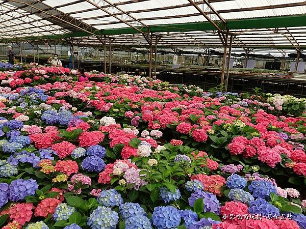 繡球花-中興花卉農場 (36).jpg