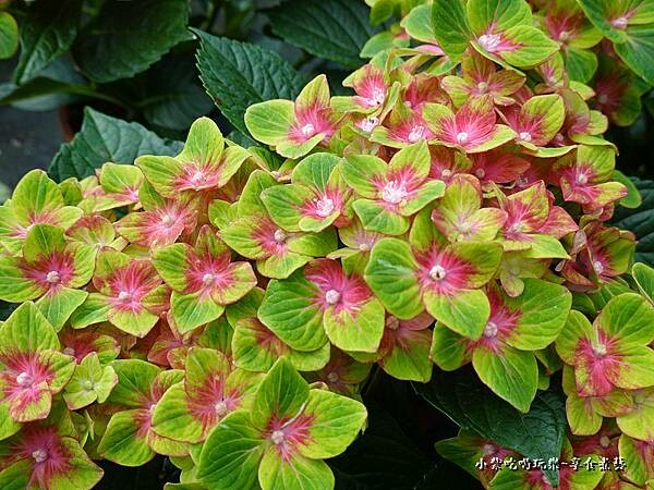 繡球花-中興花卉農場 (28).jpg