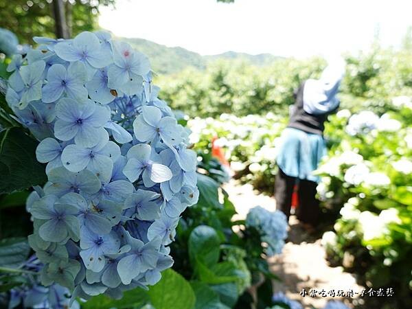 北橫-陽光休閒農莊 (26).jpg