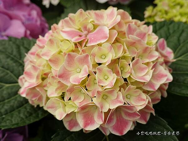 繡球花-中興花卉農場 (25).jpg