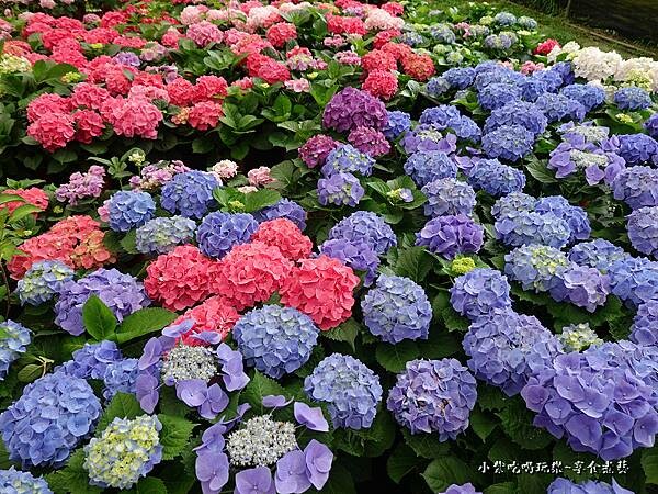 繡球花-中興花卉農場 (35).jpg