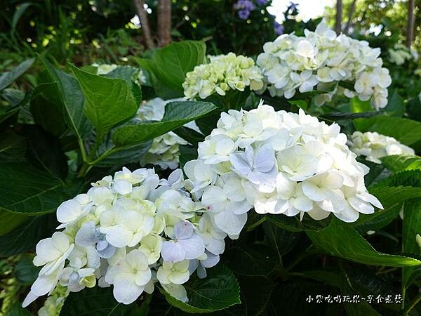 北橫-陽光休閒農莊 (24).jpg