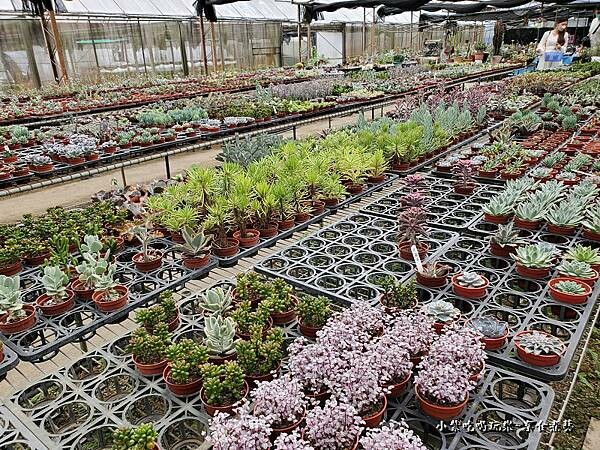 桃園北橫-中興花卉農場 (7).jpg
