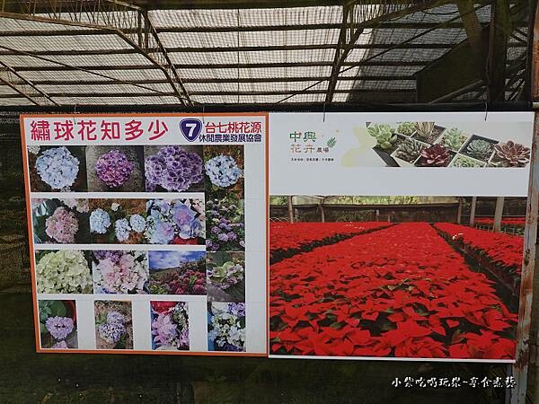 繡球花-中興花卉農場 (14).jpg