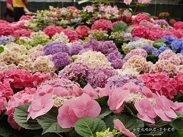 繡球花-中興花卉農場 (37).jpg