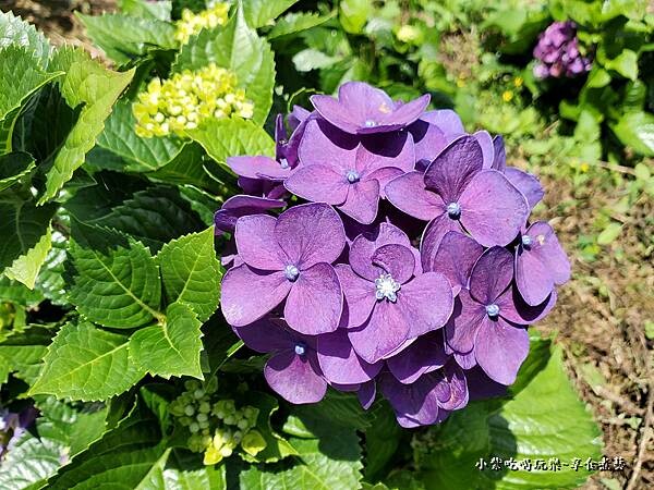 北橫-陽光休閒農莊 (12).jpg