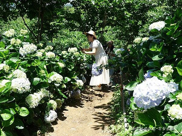 北橫-陽光休閒農莊 (35).jpg