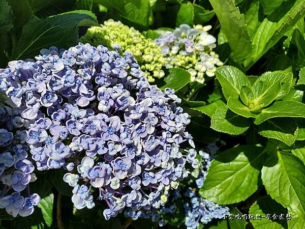 北橫-陽光休閒農莊 (9).jpg