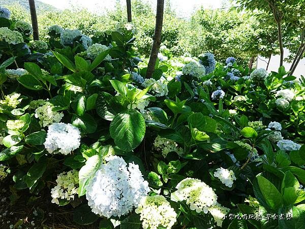 北橫-陽光休閒農莊 (25).jpg