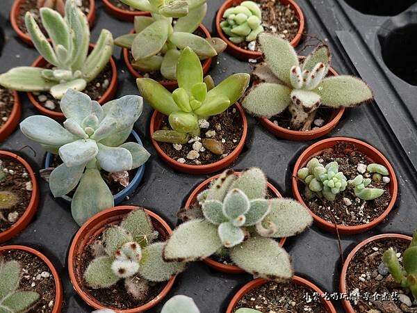 桃園北橫-中興花卉農場 (10).jpg