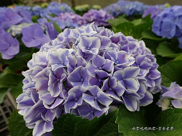 繡球花-中興花卉農場 (33).jpg