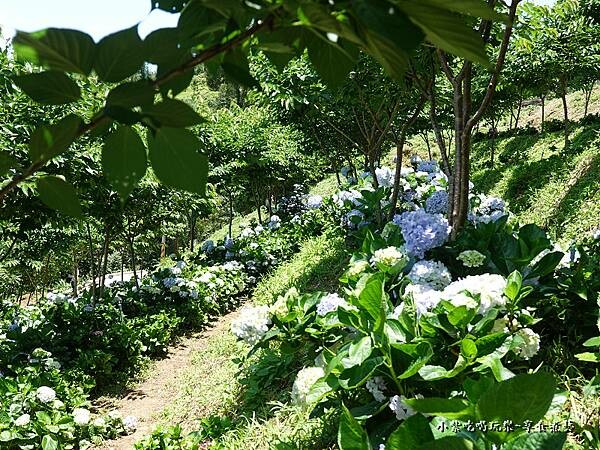 北橫-陽光休閒農莊 (36).jpg