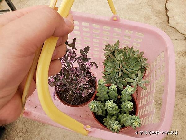 3盆100元-中興花卉農場.jpg