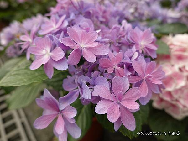 繡球花-中興花卉農場 (30).jpg
