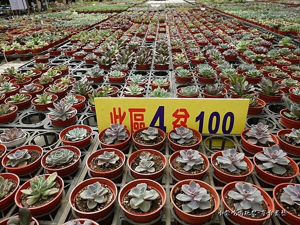 桃園北橫-中興花卉農場 (2).jpg