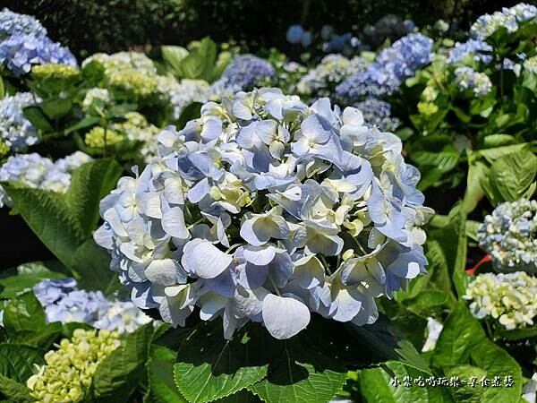 北橫-陽光休閒農莊 (7).jpg