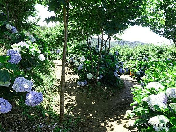 北橫-陽光休閒農莊 (23).jpg