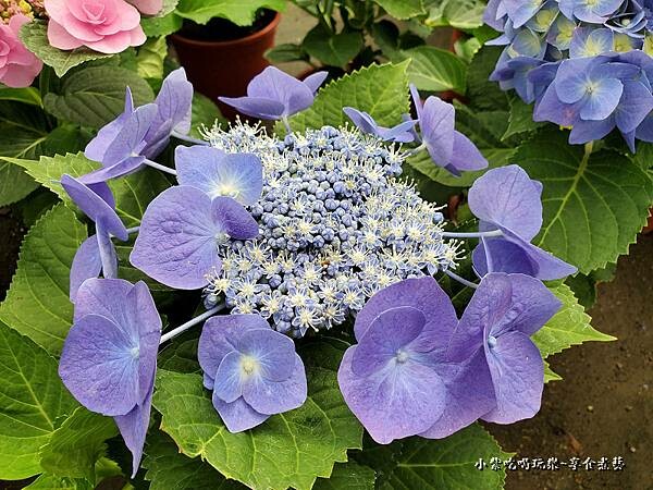 繡球花-中興花卉農場 (3).jpg