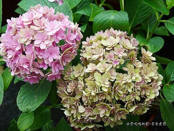 繡球花-中興花卉農場 (38).jpg