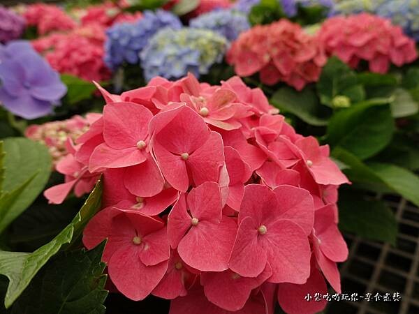 繡球花-中興花卉農場 (34).jpg