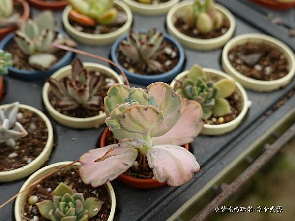 桃園北橫-中興花卉農場 (11).jpg