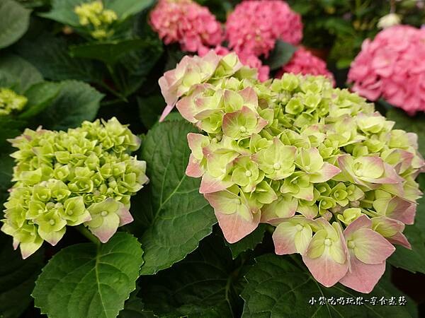 繡球花-中興花卉農場 (31).jpg