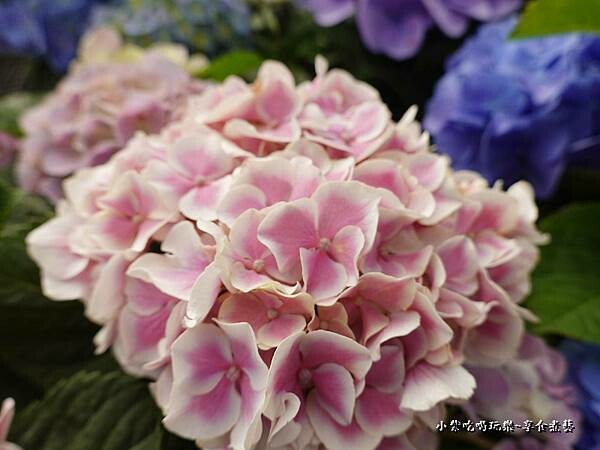 繡球花-中興花卉農場 (21).jpg