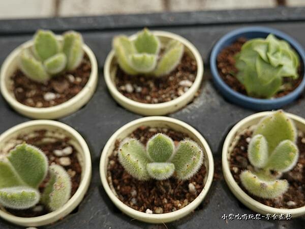 桃園北橫-中興花卉農場 (1).jpg