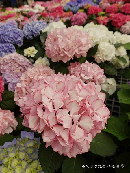 繡球花-中興花卉農場 (29).jpg