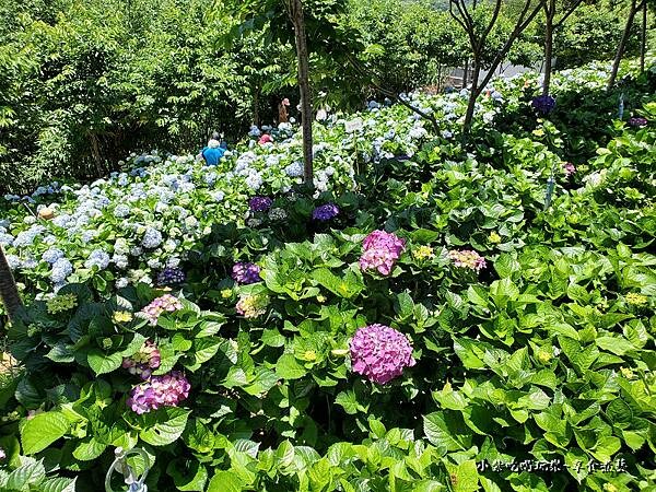 北橫-陽光休閒農莊 (6).jpg