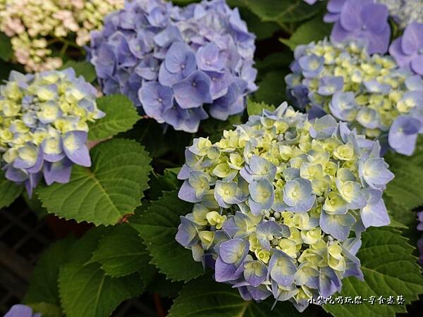 繡球花-中興花卉農場 (1).jpg