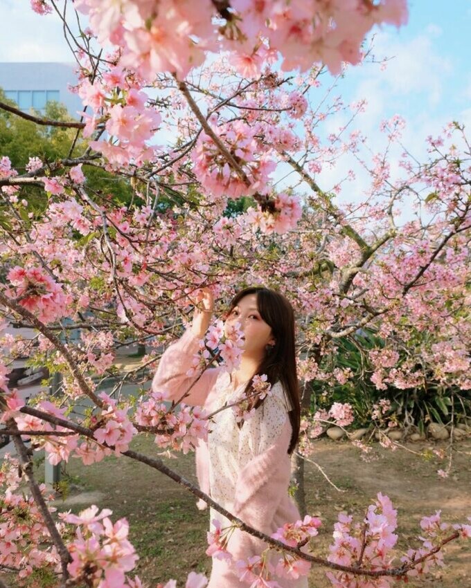 中科崴立櫻花花園 后里櫻花