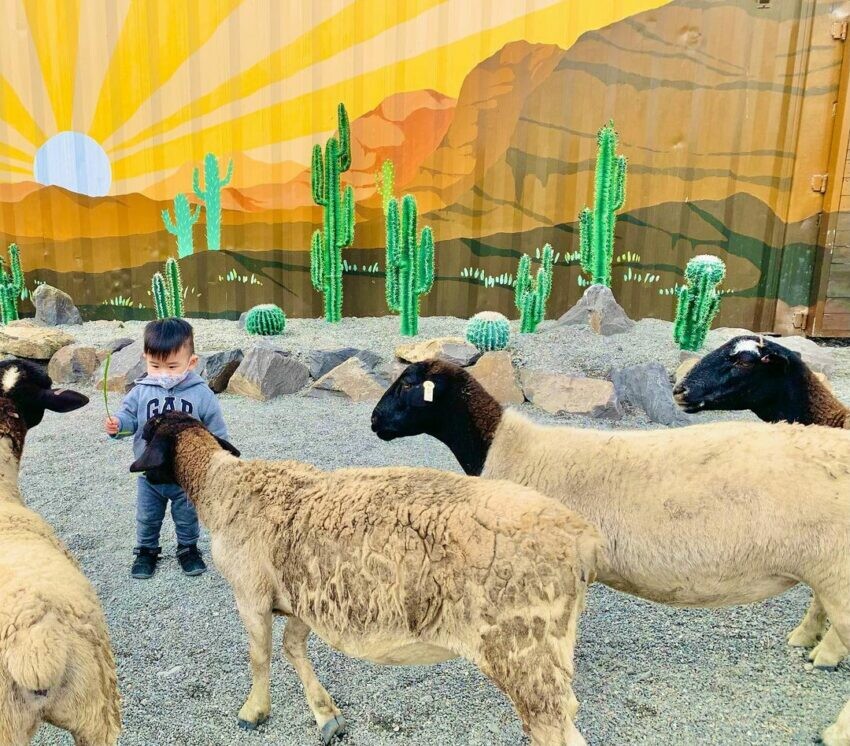 宜蘭景點推薦|礁溪景點一日遊|回巢Homing|礁溪又有新景點了!來到荒野沙漠農場,化身美國西部牛仔!除了有可愛小動物如綿羊、天竺鼠、象龜、狐獴可餵食外,還有療癒多肉植物、牛仔馬車、透明玻璃杯造景