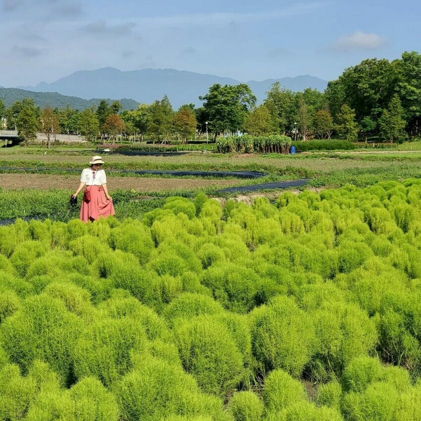 宜蘭景點一日遊|冬山景點台版羊角村|多達3000多棵的波波草,外型可愛,是全台唯一引進日本品種,綠油油的顏色超療癒。期待到了秋冬之際,落羽松和波波草能轉換色系,讓冬山舊河道更顯魅力!