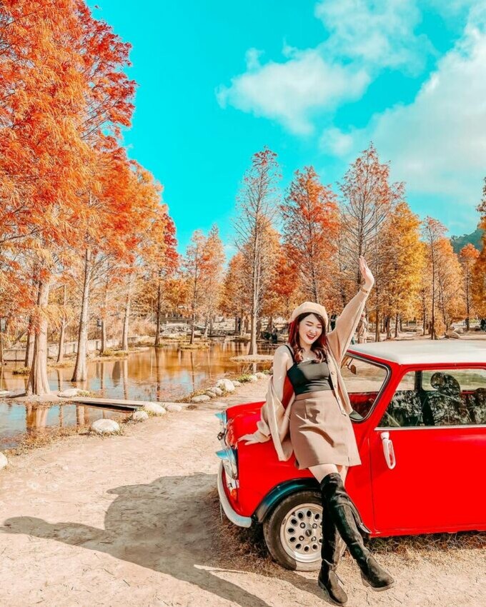 泰安落羽松秘境