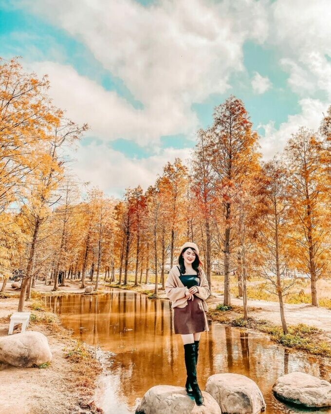 后里景點 泰安落羽松秘境