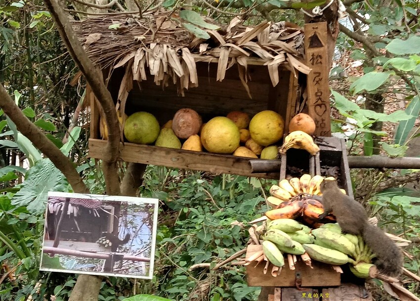 2020 1026花蓮壽豐IG打卡熱點的山度空間004