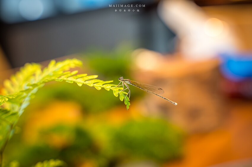 外燴料理推薦|拾趣外燴餐飲~客製化外燴宴席料理豪華饗宴高貴不貴,新型態的聚餐選擇、專業歐式外燴、戶外