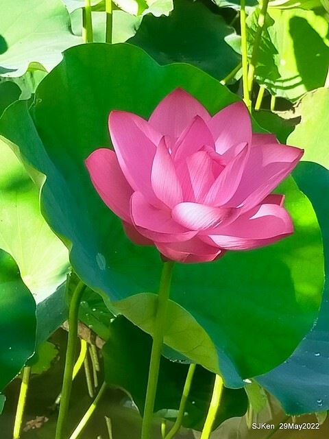 「台北植物園賞荷 」(Taipei Botanic garden Lotus pool), Taipei, Taiwan, SJKen, May 29, 2022.