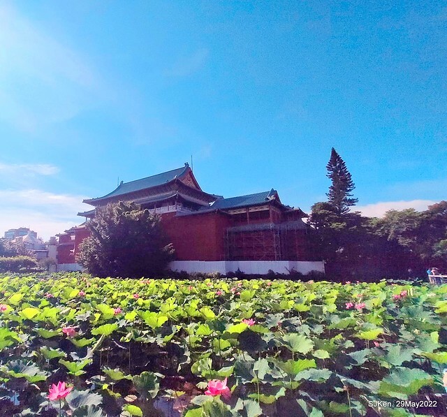 「台北植物園賞荷 」(Taipei Botanic garden Lotus pool), Taipei, Taiwan, SJKen, May 29, 2022.
