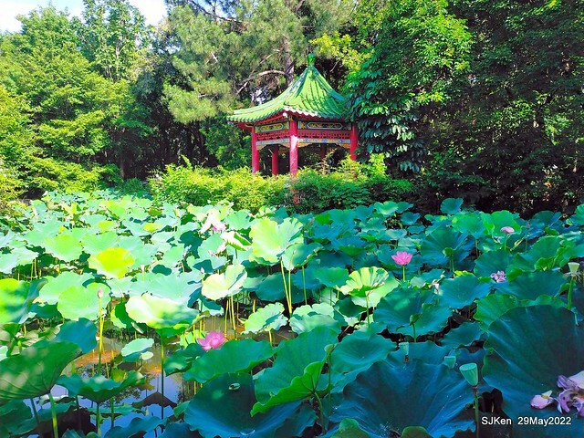 「台北植物園賞荷 」(Taipei Botanic garden Lotus pool), Taipei, Taiwan, SJKen, May 29, 2022.