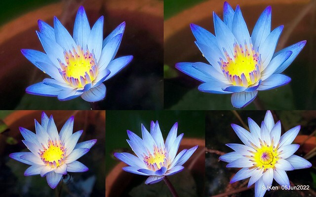 t Water Lily at Green World Hotel Nangang branch ,Taipei, Taiwan, SJKen, Jun 5, 2022.